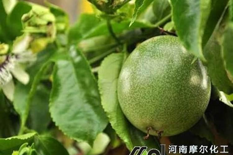 盆栽百香果如何施肥