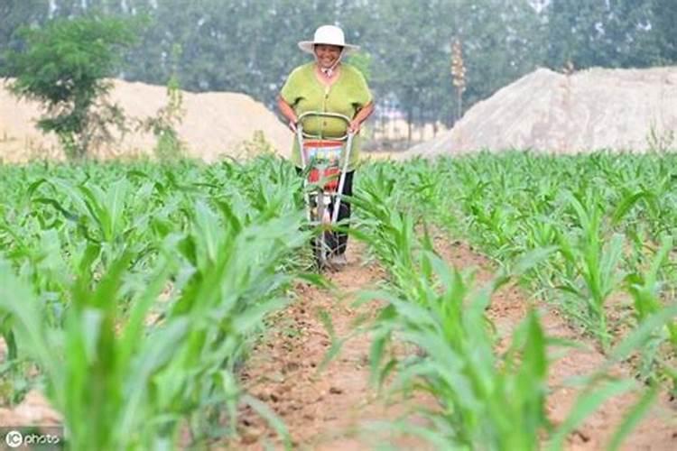 玉米地三次追肥一般追多少尿素比较合理