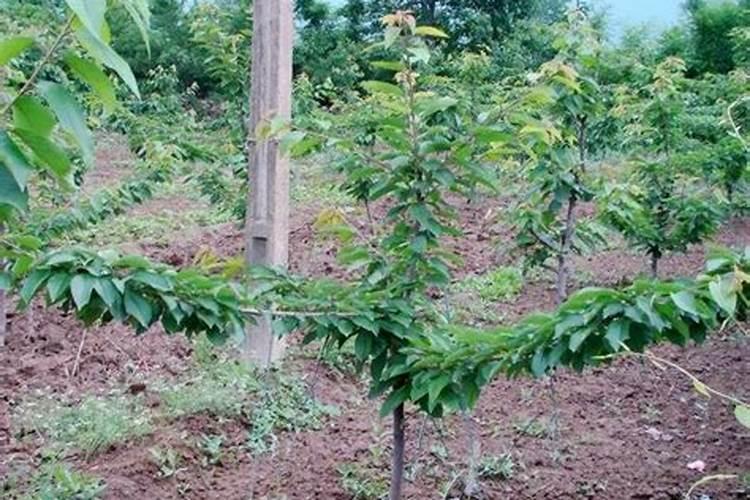 车厘子树苗的种植管理方法