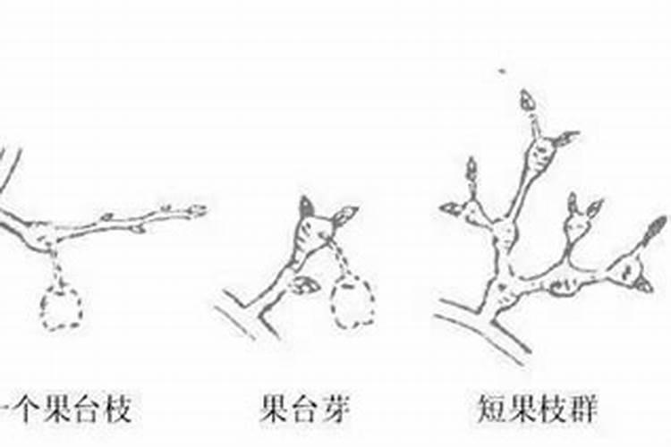 梨树可以喷芸苔素吗