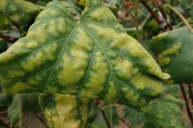植物缺镁应该补充什么肥？说名字。