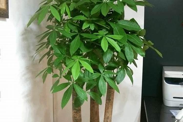 发财树浇什么肥料可枝叶旺盛