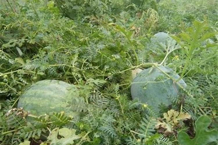 请问李子树怎样打石硫合剂？