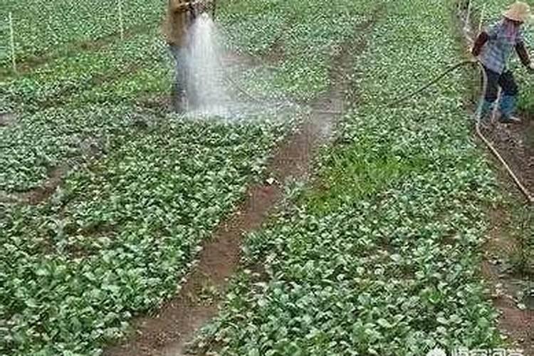 黑皮冬瓜去小技要不要补冲肥料