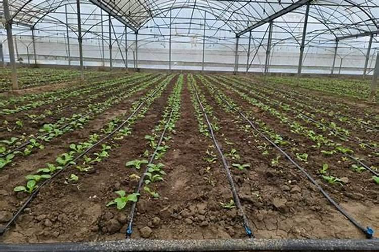 腐植酸水溶肥搭配磷酸二氢钾喷叶面怎么操作