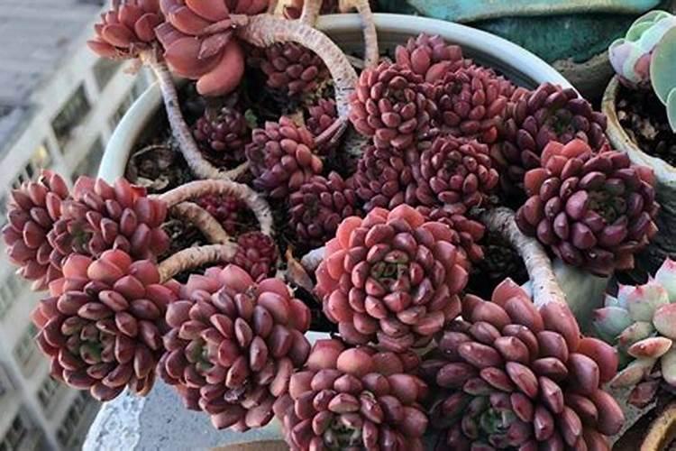 白杨树用什么肥料长的最快？