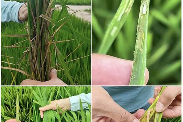 水稻拔节肥施什么肥料好