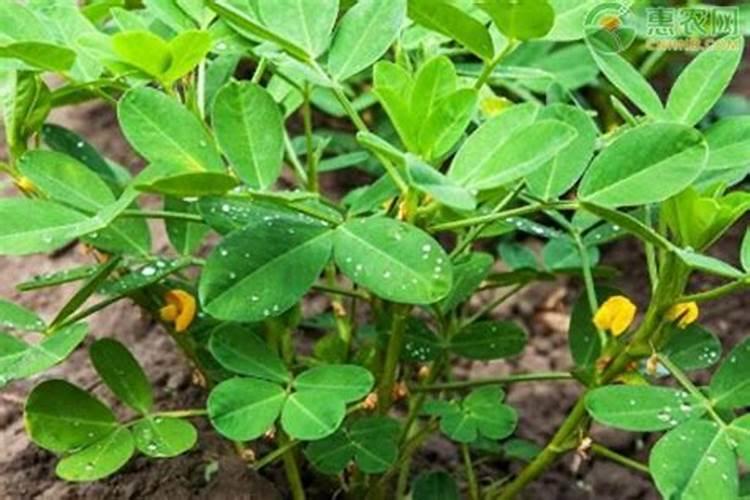 施美特液体氮肥玉米如何使用