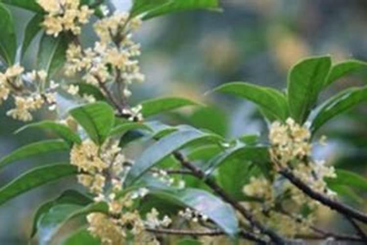 ...当作肥料使用.有经验的农民都知道,铵态氮肥不能与碱性物质混用...