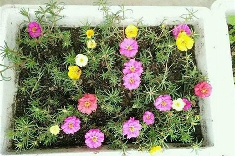 网球拍中碳铝合金和碳素,这两个各有什么不同呢？