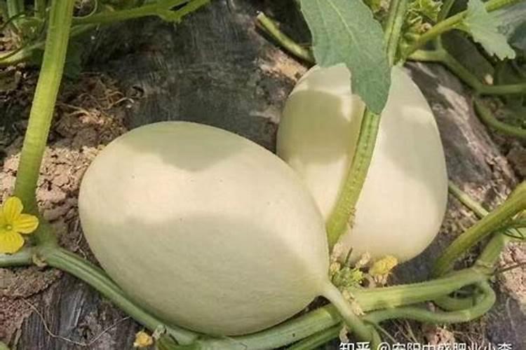 西葫芦需要冲施硼肥吗？