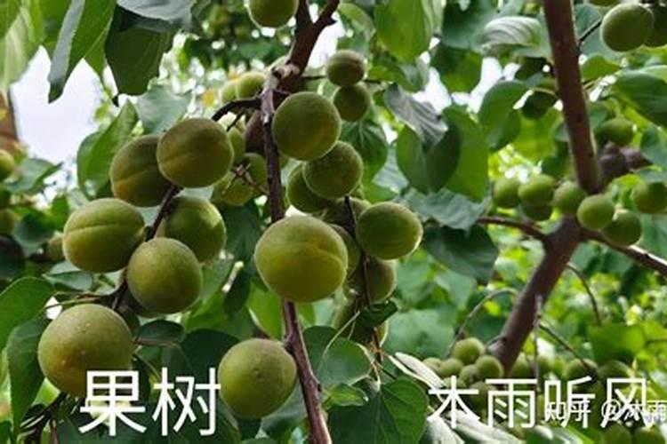 硼肥不能和什么一起用？如果使用错误会产生哪些影响？