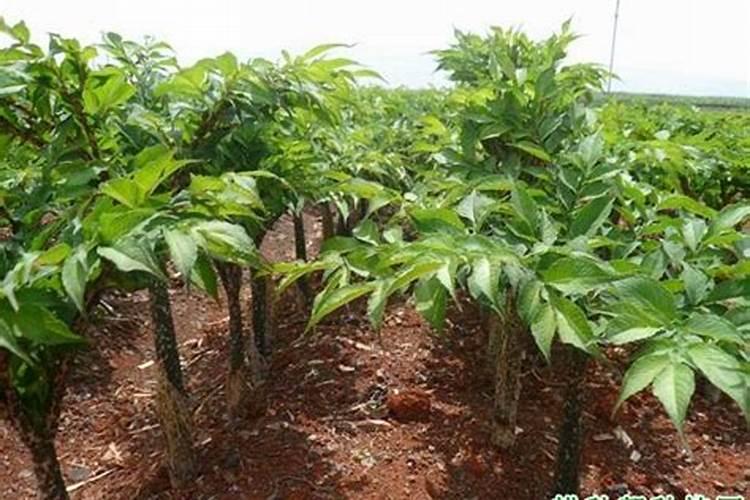 魔芋种植用什么肥最佳