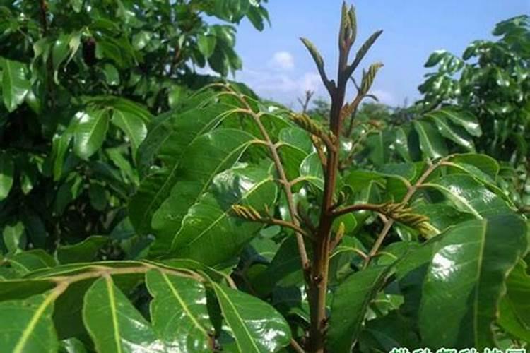 果树叶面喷施硼肥的最佳时间