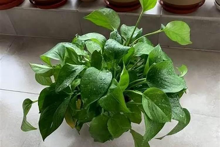 绿萝用什么肥料长得快