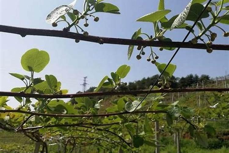 猕猴桃施肥方案和最佳时间