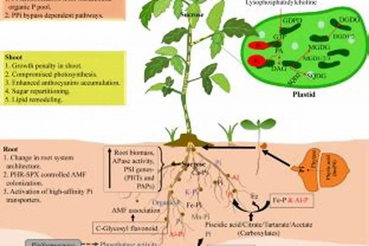 撒可富平衡有大袋水溶肥吗