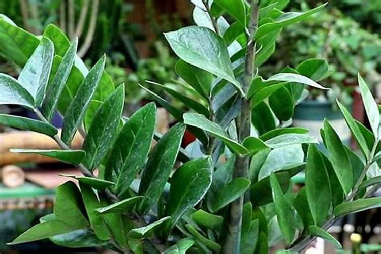 我家的金钱树现在冬天还在生长,请问可以给金钱树施肥吗？如果可以要是什...