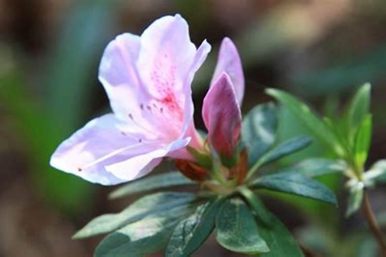 杜鹃花什么时候施肥,夏天能施肥吗？