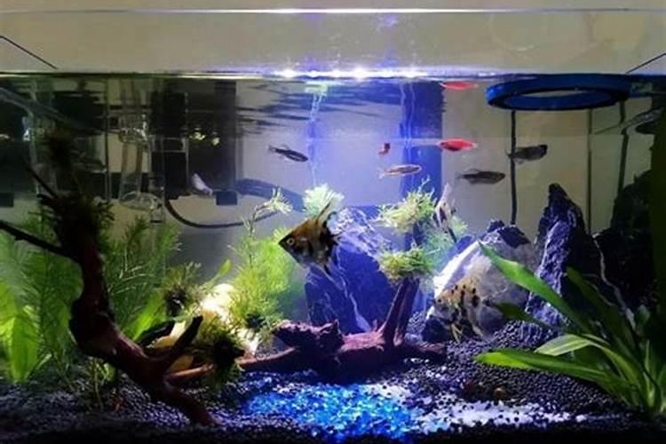 鱼内脏怎么发酵做肥料 可以用于什么植物