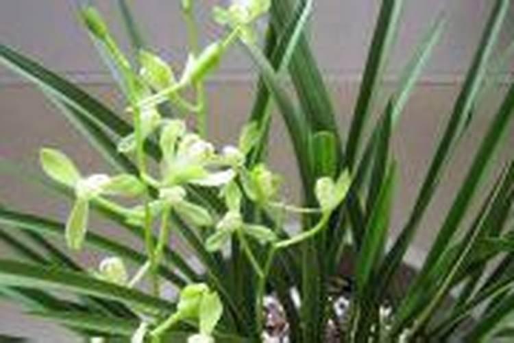 建兰施肥方法总结 建兰养殖技巧