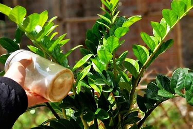 多肉植物六月份应该如何浇水及施肥？