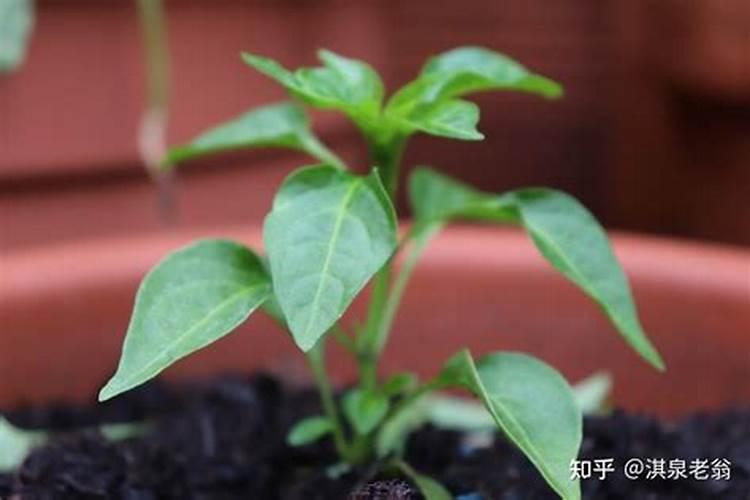 诺莱仕旗舰店是正品吗