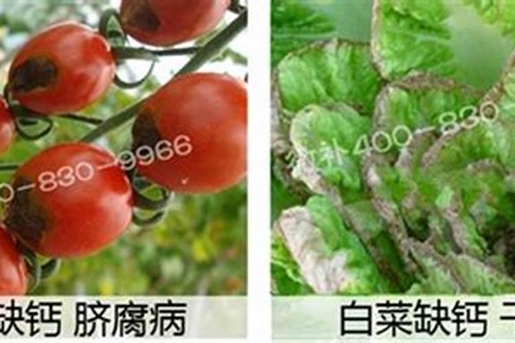 小太阳鹦鹉吃完草莓后拉水便怎么办