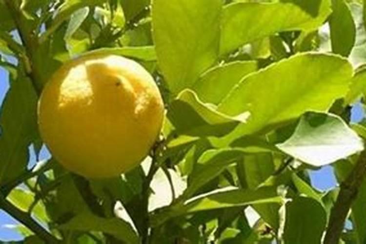 兰花的如何浇水？几天一浇!