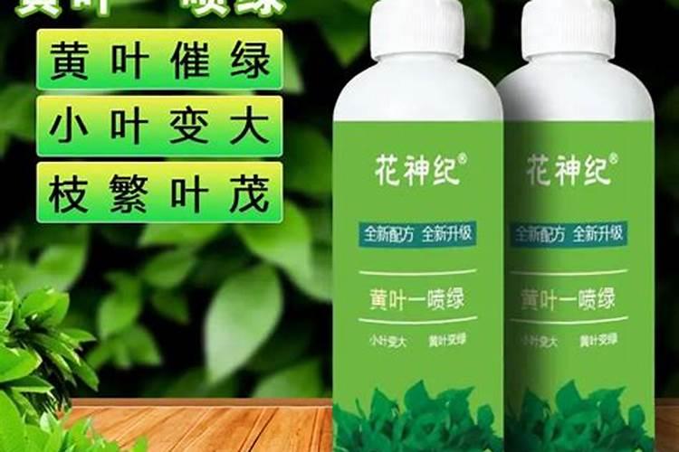 桃子增产用哪个叶面肥？桃子用什么叶面肥比较好？桃子喷施金泰靓...