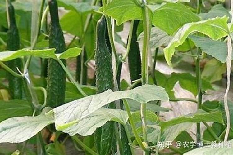 沼泽土适合种什么植物