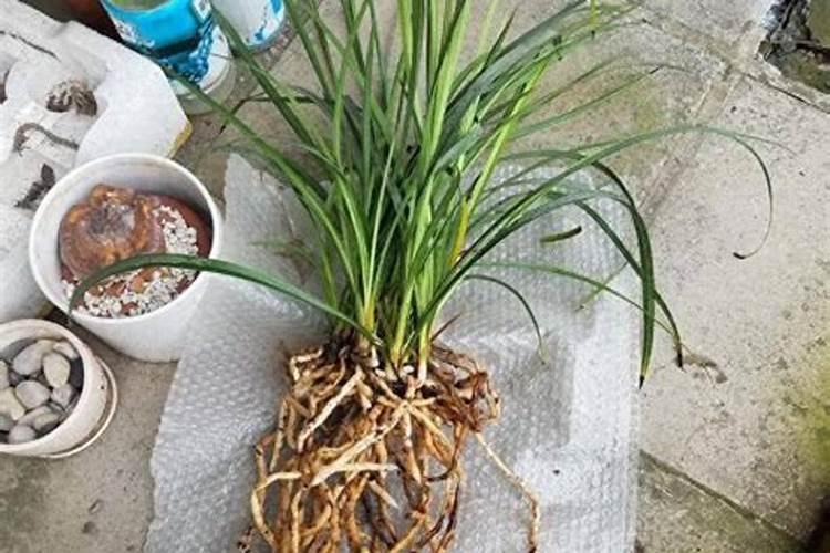 养兰花怎样多发芽