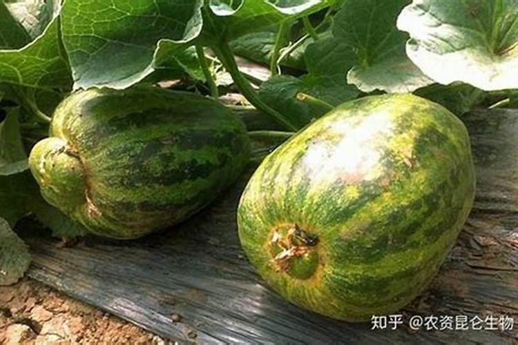 甜瓜什么时候追肥合适