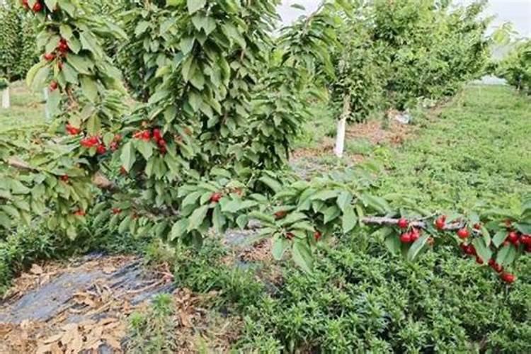 大量元素水溶肥为什么都说进口的好？