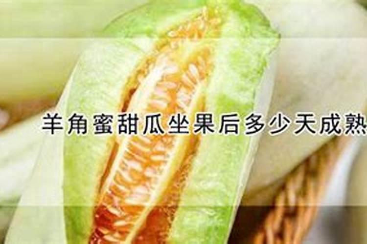 大棚甜瓜坐果以后用什么肥料？