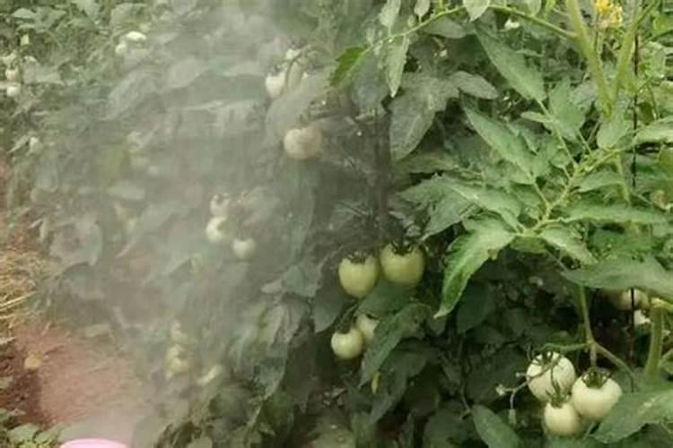 你知道香菇出完菇后该怎么养棒吗？