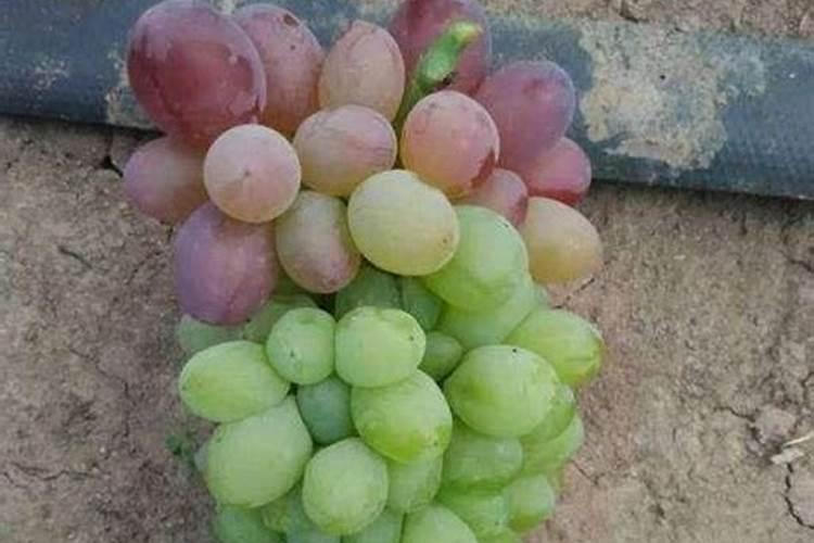 常州市三勤农业生态园简介