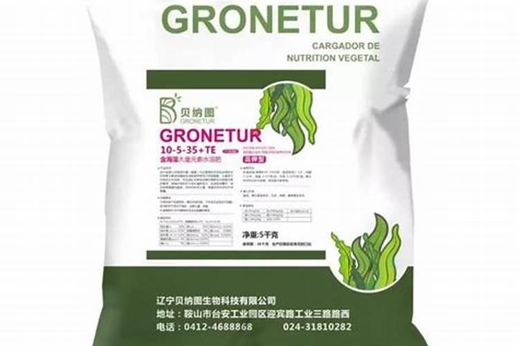 灯笼椒为什么不结果