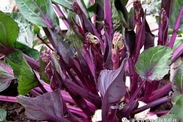 1月上旬必种4种蔬菜,现在是黄金时间,错过就没有了