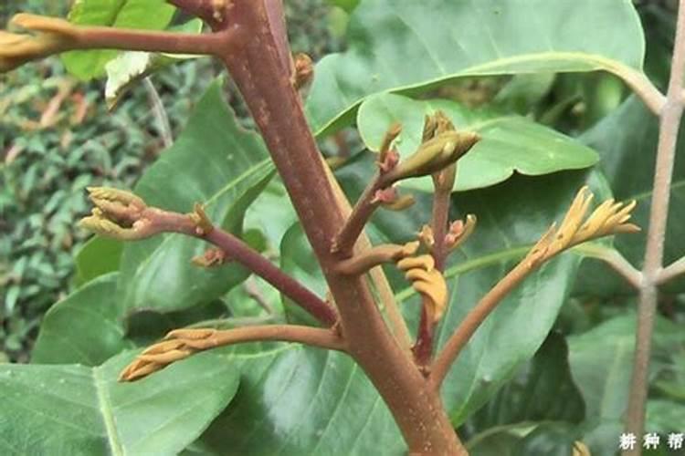 芸苔素使用技巧