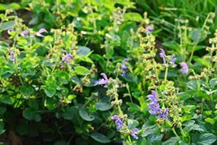 葡萄田追施肥能用矿源吗？一亩地冲施多少矿源增产效果好