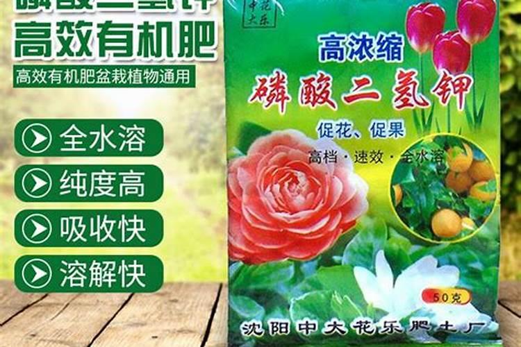 有机肥可以直接种花吗