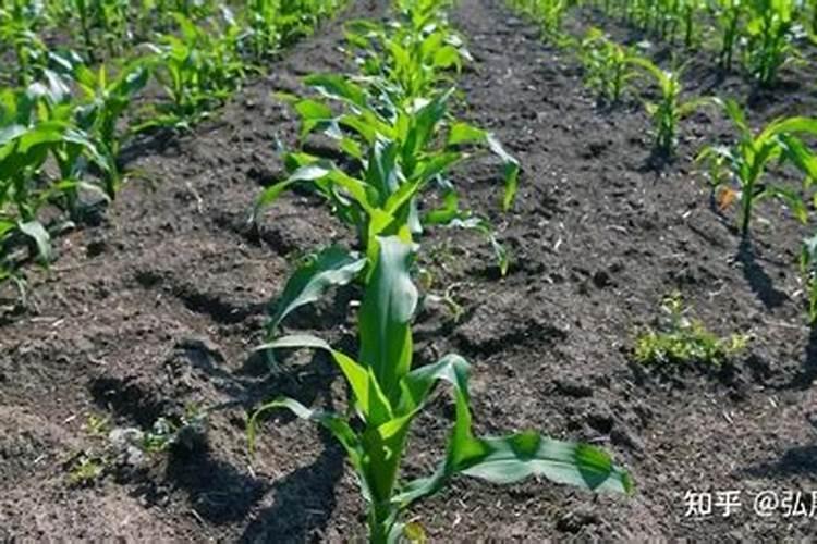 玉米最佳施肥时间表