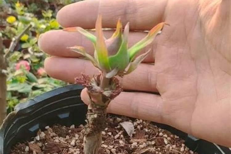 牡丹有花苞了怎么施肥？