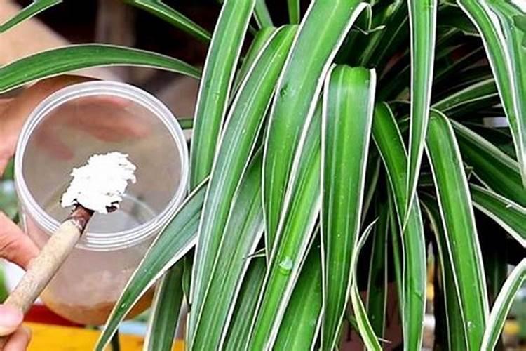 吊兰怎么施肥,吊兰施什么肥料长得好