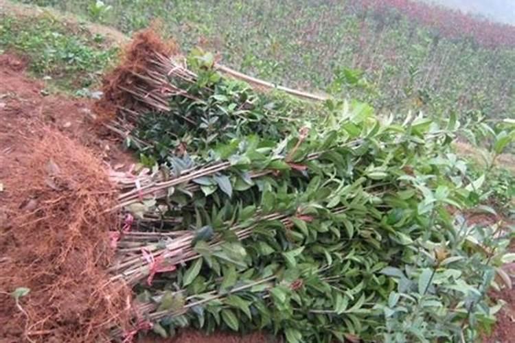 桂花施肥方法