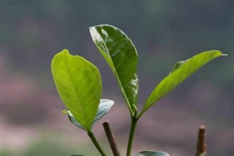 玉米用二铵为啥好