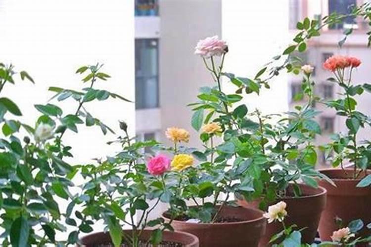 月季花这样施肥,开得更艳