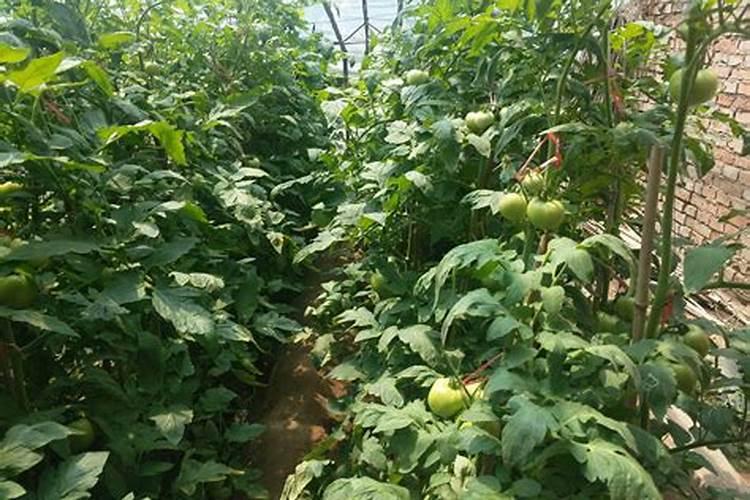 内酰芸苔素内酯辣椒什么时候用效果最好