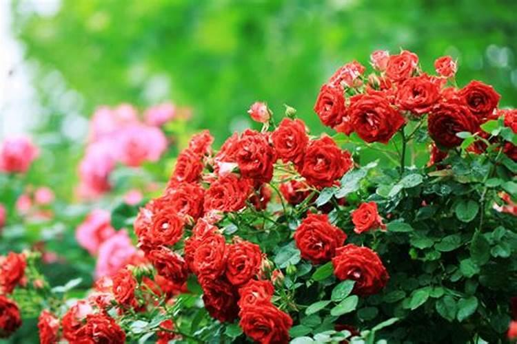 月季花可以浇茶叶水吗,不可以(附带养殖方法)